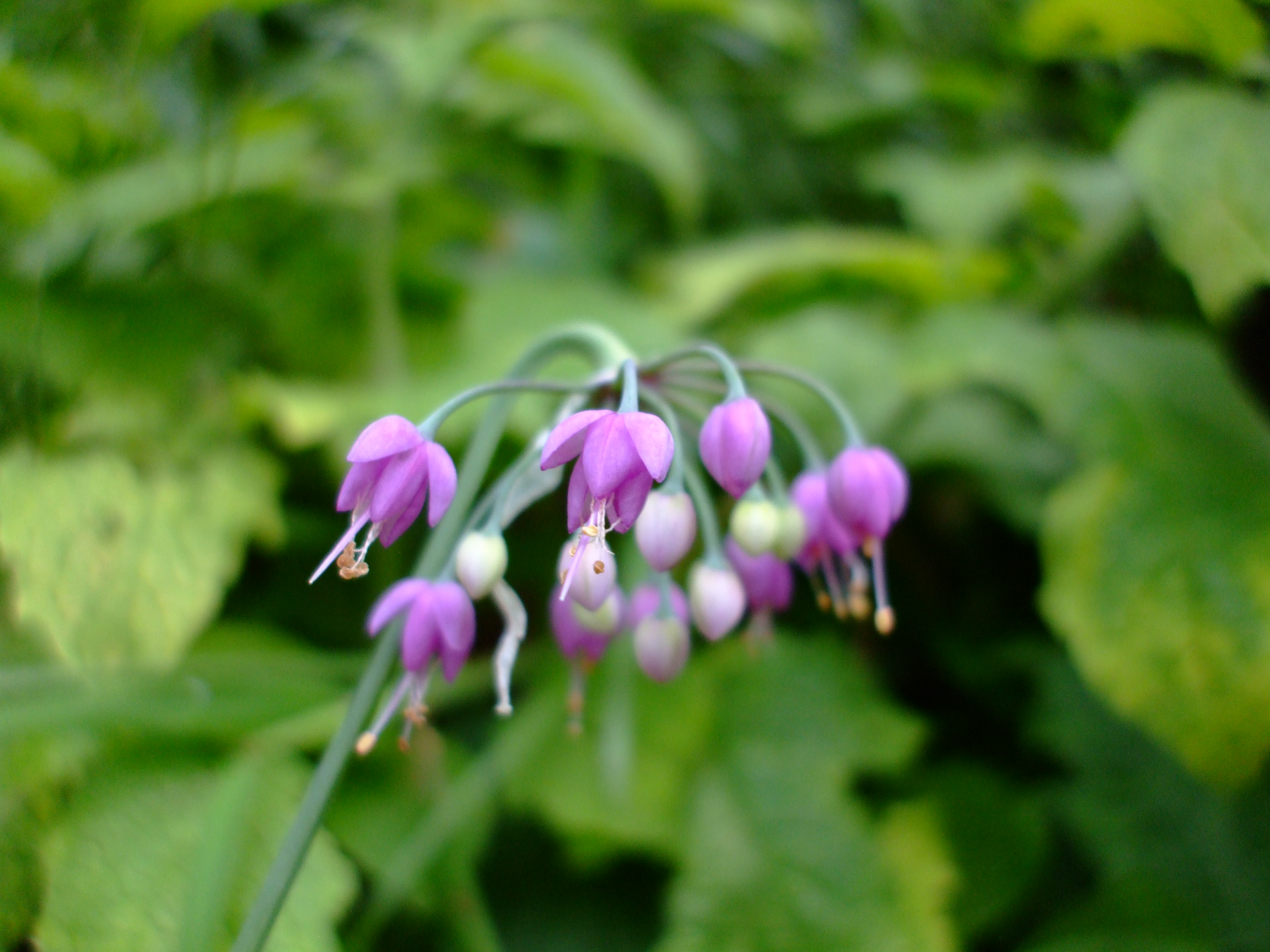 Allium allegheniense